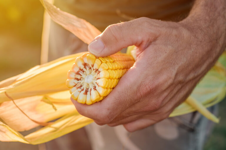 agronomist-holding-corn-on-the-cob-in-the-field