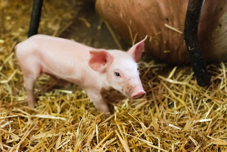 anw-young-piglet-in-agricultural-livestock-farm