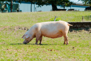 pigs-in-field-healthy-pig-on-meadow-anw