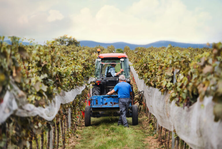 rear-view-of-tractor-with-farmers-in-vineyard-gra-globalgap
