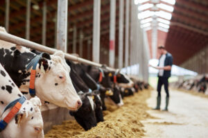herd-of-cows-eating-hay-in-cowshed-on-dairy-farm-2022-12-16-09-47-34-utc